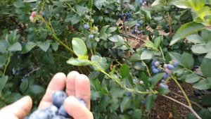 Голубика - сорт Чандлер