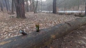 ЭТО Китайская РОГАТКА! ТЕСТ