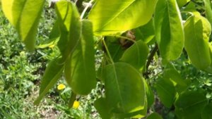 Майский Жук. Хрущ. Яблоко-Груша или Груша? (Pear. Apple. Cockchafer)