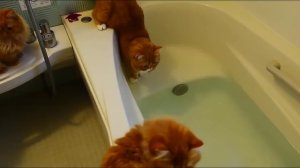 Коты и Вода