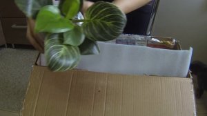 Новинки цветов. Посылка из Москвы. Распаковка. Обзор.