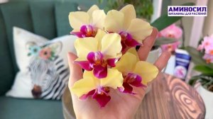 Необычный сорт Miki Spirit '94' - любуемся орхидеей Екатерины Босовой. Мир орхидей с @aminosil