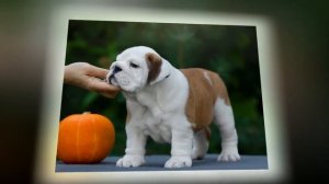 мальчики англ бульдога