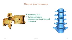 Кости скелета туловища