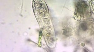 Инфузория туфелька