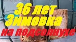 Зимовка пчел на подсолнечном мёде.Смерть животных от жары.Показатель здоровья пасеки