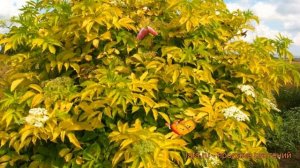 Бузина черная Ауреа (sambucus nigra aurea) ? бузина Ауреа обзор: как сажать саженцы бузины Ауреа