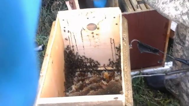 мед диких пчёл 2 смотреть онлайн