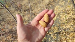 Сажайте миндаль в горах Крыма!