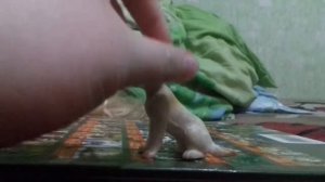 Обзор собак игрушки???