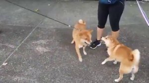 Драка собак