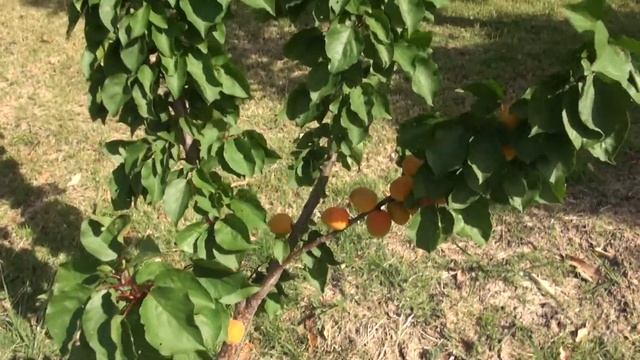 Trees planted using the Ellen White method
