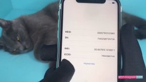 Как проверить iPhone 11 при покупке?