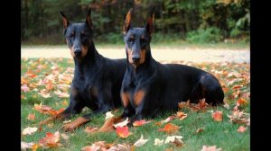 Доберман пинчер. Doberman Pinscher.