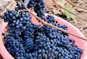 Пришли саженцы винограда от Питомник саженцев Мишково