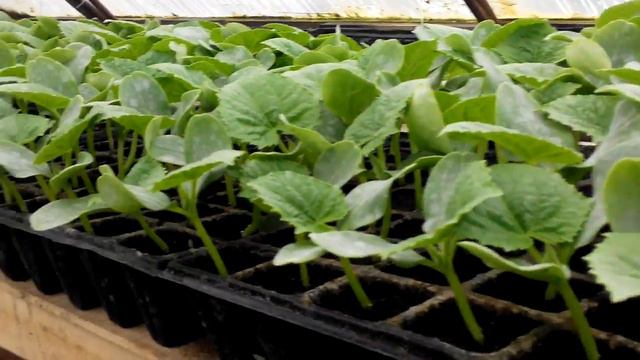 √31 Кто про что ,а я про рассаду )) смотреть онлайн