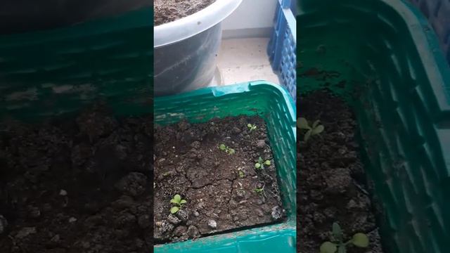 Где же ты весна? смотреть онлайн