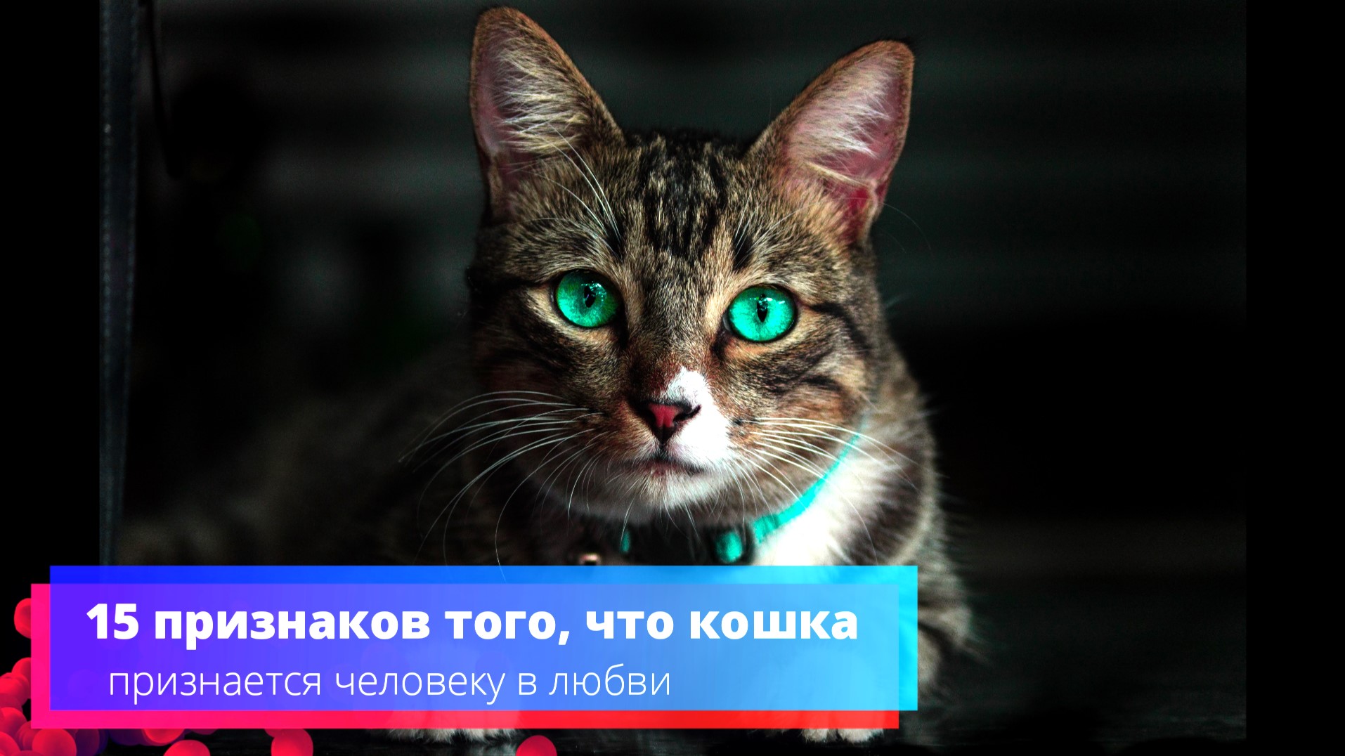 15 признаков того, что ваша кошка влюблена в вас - вы не поверите!