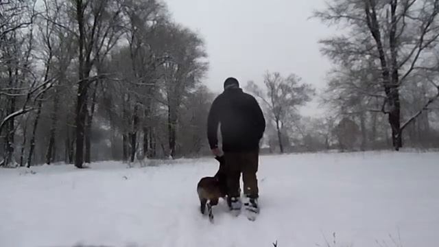 Дрессировка собак, учимся с малинуа , процесс обучения смотреть онлайн