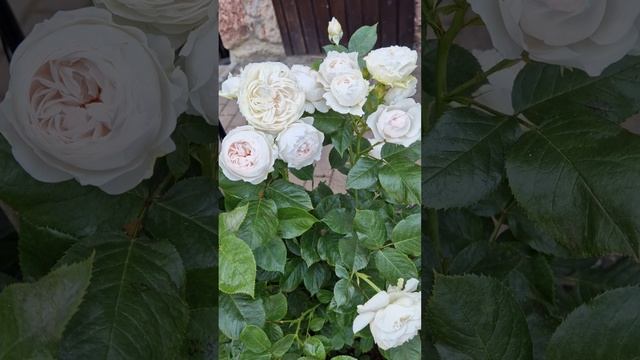 Роза Herzogin Christiana, 18.06.23 смотреть онлайн