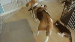 Бигль/Бигль щенки/Игры с щенками, подросли. Часть 2./beagle/beagle puppy