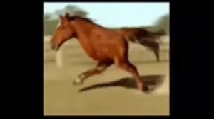Лошадь на двух ногах 30 минут. угар!!!!