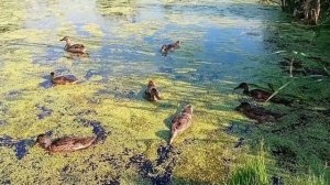 ДИКИЕ УТКИ и УТЯТА В ПРУДУ ? ТАКИЕ ЗАБАВНЫЕ !!! ? НА ДАЧЕ ? город Фурманов . Звуки природы
