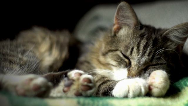 5 minutes and your CAT WILL FALL ASLEEP ? LULLABY MUSIC for cats смотреть онлайн