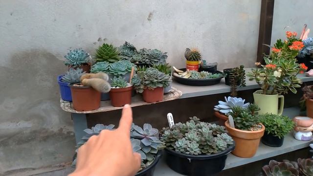 COMO ter enraizamento PERFEITO das Suculentas | Simone Felic смотреть онлайн