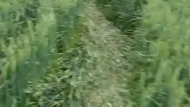 Следы Нло р Адыгея ст Кужорская 2008 06 с 6 на 7 смотреть онлайн