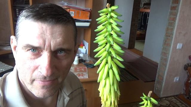 АЛОЭ ЦВЕТЁТ (2) смотреть онлайн