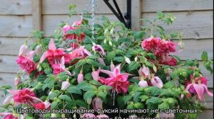 Фуксия в горшке на улице — как ухаживать и в какой горшок посадить