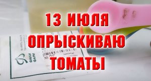 13 июля. Опрыскиваю томаты для урожая.mp4
