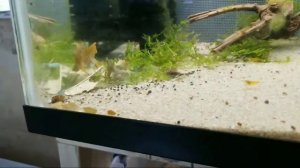 Prepare Shrimp Tank Before Vacation