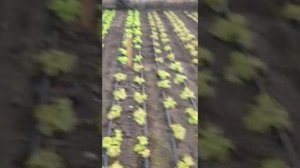 выращивание салата зимой.месяц в теплице.