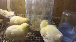 Бункерная кормушка для цыплят своими руками. Дешего, быстро и эффективно!