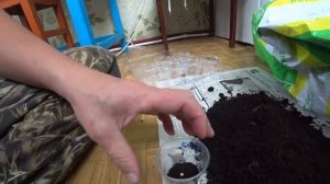 Когда нужно сеять перец на рассаду, за сколько дней и на какую глубину? температура проращивания?
