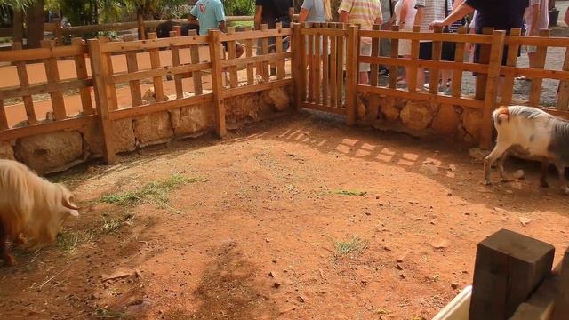 Pachamama Eco Park - VIVEIRO BOTANICAL GARDEN & ZOO - Sal - Cape Verde (4K) смотреть онлайн