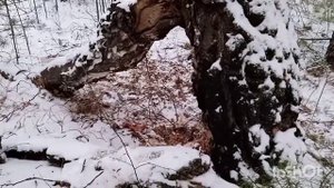 Охота на лису и на енотовидную собаку. (1)