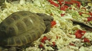 Пантеровая черепаха ест салат. Замедленное. Slow motion