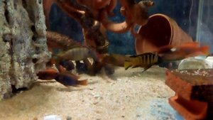 Едят таблетки Iodotropheus sprengerae, pseudotropheus elongatus Bee Chirwa
