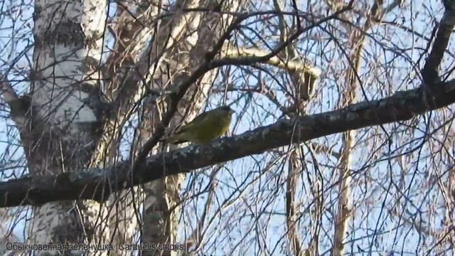 Обыкновенная зеленушка - Carduelis chloris - European greenfinch