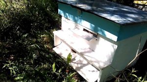 Пчеловодство по-женски. Метания и сомнения начинающего пчеловода