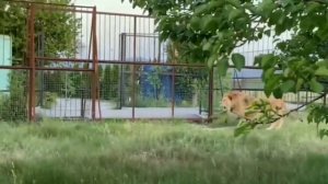 Памяти львов Фили и Али,погубленных владельцем крымского зоопарка тайган.