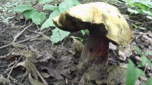 ОГРОМНЫЙ ГРИБ .  ДУБОВИК .