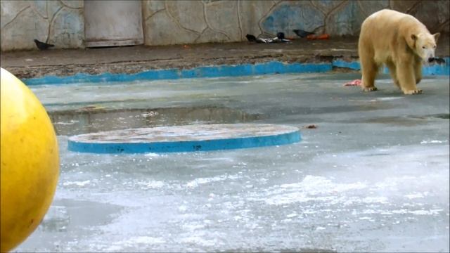 Белые медведицы Айка и Комета в Ростовском зоопарке. Игры и чистка шубки (ч.2). 19.01.23 г. смотреть онлайн