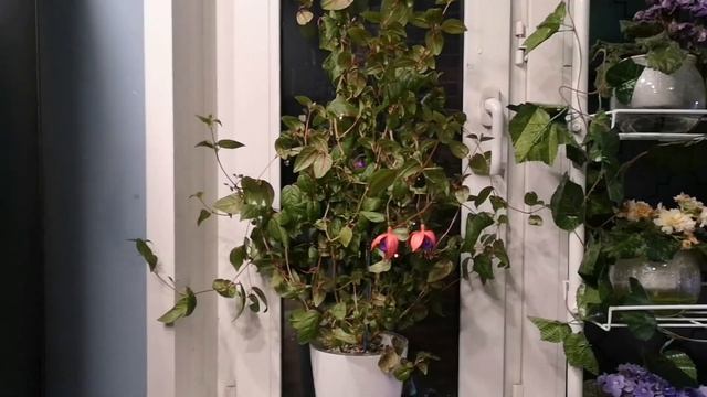 Фуксия на фитильном поливе. Содержание и уход за фуксией. Цветение. смотреть онлайн