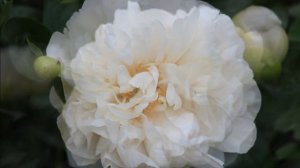 Peony Greenland / Пион Гринланд. День.