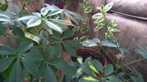 Комнатные растения. Композиция из пестролистных растений.