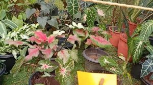 Alocasia/caladium